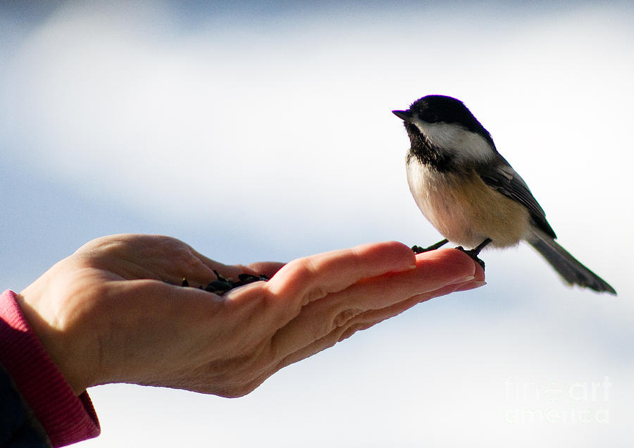 A Bird in the Hand: Index Cards and the Handcraft of Creative Thinking